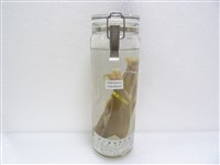 藏品(香魚)的圖片